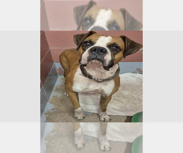 Medium Photo #3 Boxer Puppy For Sale in Austin, TX, USA