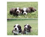 Small Australian Shepherd