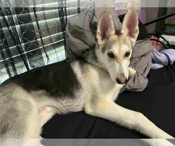 Medium Photo #4 Gerberian Shepsky Puppy For Sale in Holly Springs, NC, USA
