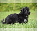 Small #3 Shih Aussie