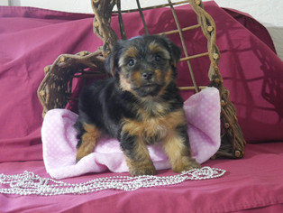 Yorkshire Terrier Puppy for sale in KENSINGTON, OH, USA