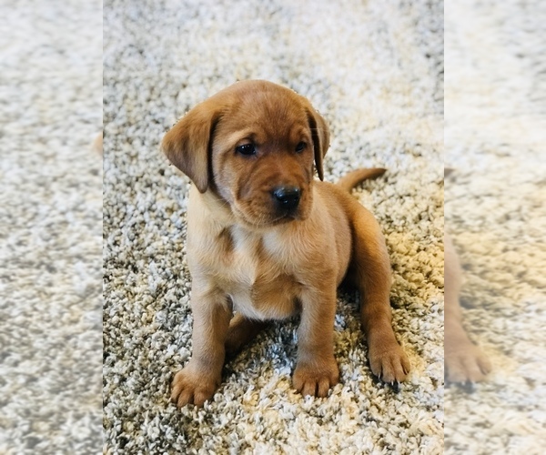 Medium Photo #1 Labrador Retriever Puppy For Sale in STEVENS, PA, USA