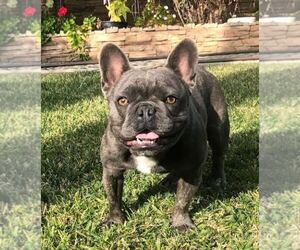 Father of the French Bulldog puppies born on 03/22/2020
