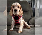 Small #1 Cocker Spaniel