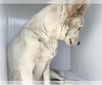 Small #1 Siberian Husky Mix