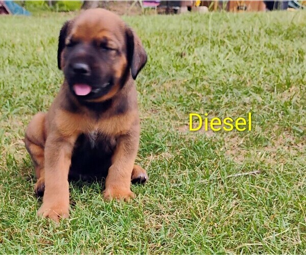 Medium Photo #16 Doberman Pinscher-Mastiff Mix Puppy For Sale in BRANTLEY, AL, USA