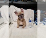 Small Photo #16 French Bulldog Puppy For Sale in VICTORVILLE, CA, USA