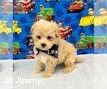 Small Maltipoo