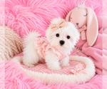 Cute maltese - Female Maltese Puppy for Sale - Photo #14