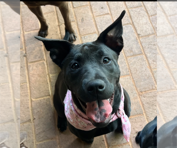 Medium Photo #9 Chinese Shar-Pei-Labrador Retriever Mix Puppy For Sale in Holly Springs, NC, USA