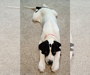 Great Dane Puppy for sale in HERKIMER, NY, USA