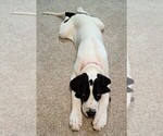 Small Great Dane