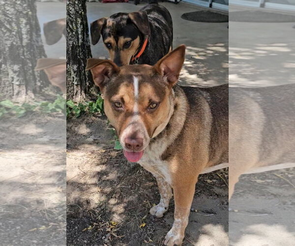 Medium Photo #3 Mutt Puppy For Sale in Orange Grove, TX, USA