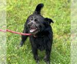 Small #1 Miniature Schnauzer Mix