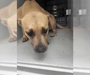 Black Mouth Cur-Unknown Mix Dogs for adoption in Houston, TX, USA