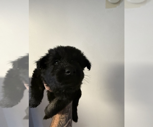 Medium Photo #1 German Shepherd Dog Puppy For Sale in FLINT, MI, USA