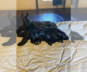 Schnauzer (Giant) Puppy for sale in DAYTON, OH, USA