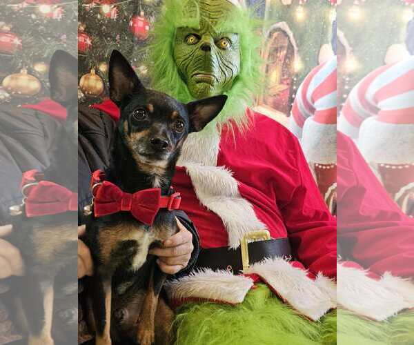 Medium Photo #3 Chihuahua-Unknown Mix Puppy For Sale in Shillington, PA, USA