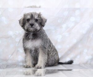 Schnoodle (Standard) Puppy for sale in MARIETTA, GA, USA