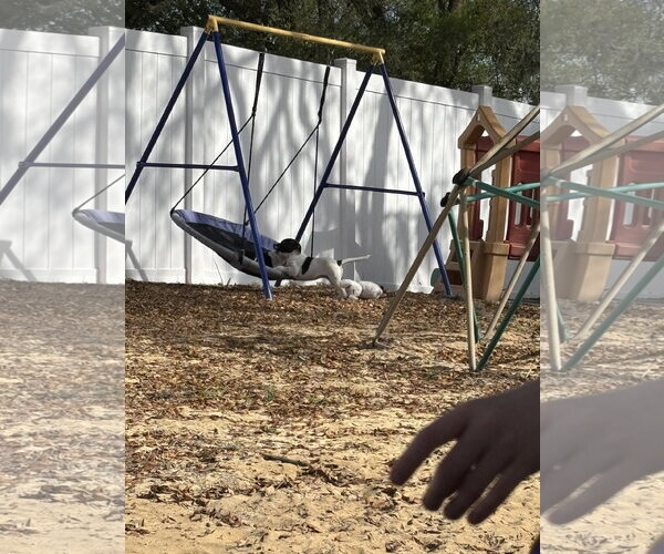 Medium Photo #4 Labrador Retriever-Unknown Mix Puppy For Sale in Sanford, FL, USA