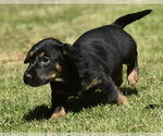 Small #2 Dachsador