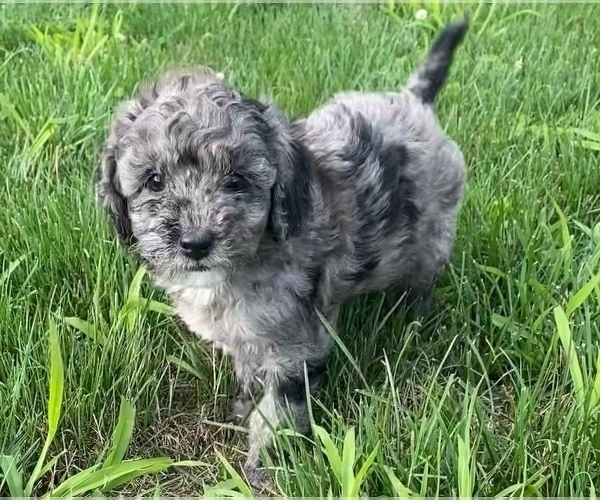 Medium Photo #3 Newfoundland-Poodle (Toy) Mix Puppy For Sale in NILES, MI, USA