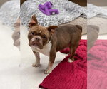 Small #1 Bulldog Mix
