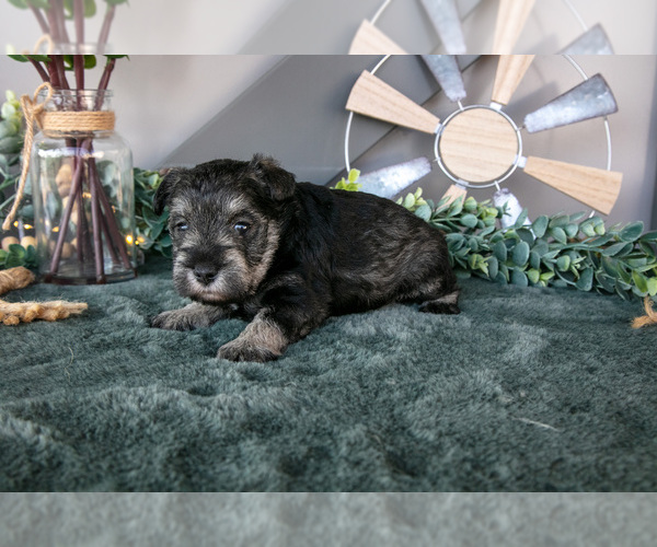 Medium Photo #46 Schnauzer (Miniature) Puppy For Sale in BALTIC, OH, USA