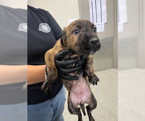 American Pit Bull Terrier-Unknown Mix Dogs for adoption in Pasadena, TX, USA