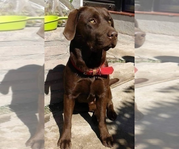 Medium Photo #1 Labrador Retriever Puppy For Sale in FREMONT, CA, USA