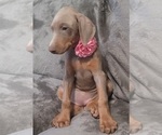 Small Photo #49 Doberman Pinscher Puppy For Sale in POMEROY, OH, USA