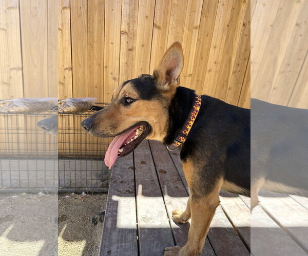 Medium Photo #2 German Shepherd Dog-Unknown Mix Puppy For Sale in Incline Village, NV, USA