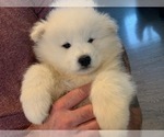 Small Photo #5 Samoyed Puppy For Sale in WASILLA, AK, USA