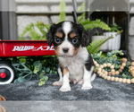 Small Photo #15 Cavalier King Charles Spaniel Puppy For Sale in NARVON, PA, USA