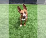 Small #1 American Staffordshire Terrier Mix