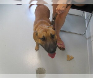 Miniature Bull Terrier-Unknown Mix Dogs for adoption in Ocala, FL, USA