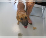 Small Miniature Bull Terrier Mix