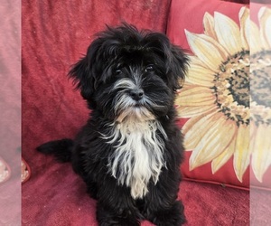 Shorkie Tzu Puppy for sale in WALSH, IL, USA