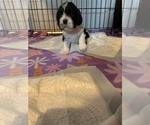 Small Photo #1 Cocker Spaniel Puppy For Sale in ELKO, NV, USA