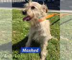 Small #1 Poodle (Miniature) Mix
