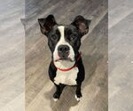 Small #1 Boxer Mix