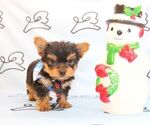 Small Photo #38 Yorkshire Terrier Puppy For Sale in LAS VEGAS, NV, USA