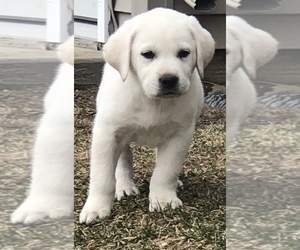 Labrador Retriever Puppy for sale in SAINT JOHNS, MI, USA