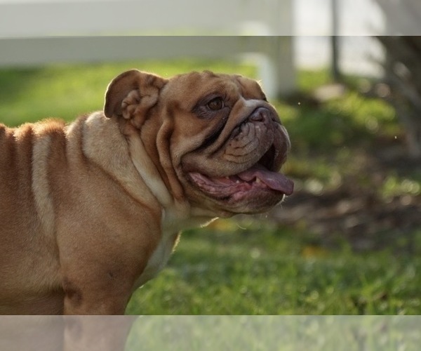Medium Photo #1 English Bulldog Puppy For Sale in NAPLES, FL, USA