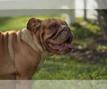 Small Photo #1 English Bulldog Puppy For Sale in NAPLES, FL, USA