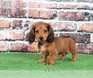 Dachshund Puppy for sale in BEL AIR, MD, USA