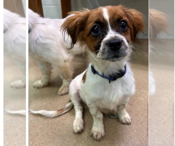 Medium Photo #3 Colonial Cocker Spaniel-Unknown Mix Puppy For Sale in Canton, CT, USA