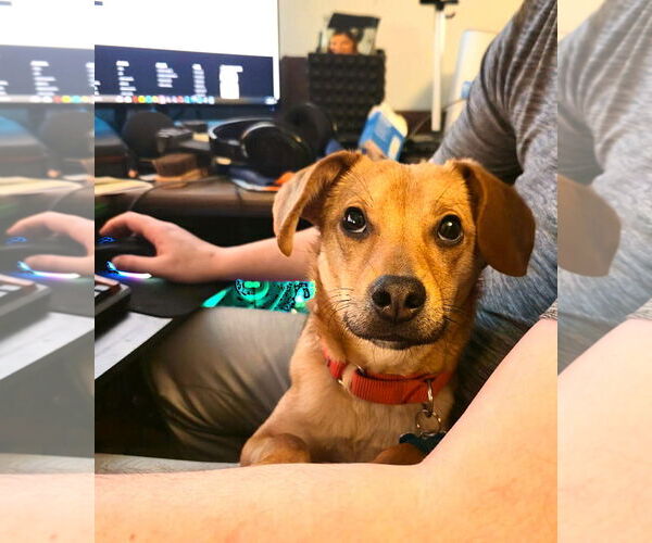 Medium Photo #3 Chiweenie Puppy For Sale in Plainfield, IL, USA