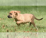 Small Photo #4 Australian Shepherd-Beagle Mix Puppy For Sale in Mechanicsburg, PA, USA