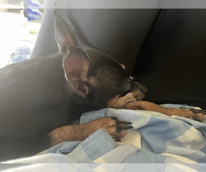 Miniature Pinscher Dogs for adoption in LANCASTER, MO, USA